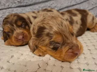 Cocker Spaniel dogs Cocker spaniel pups - Advert 11