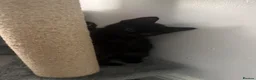 Mixed Breed cats for sale: Black male kitten looking for forever home! - Advert 6