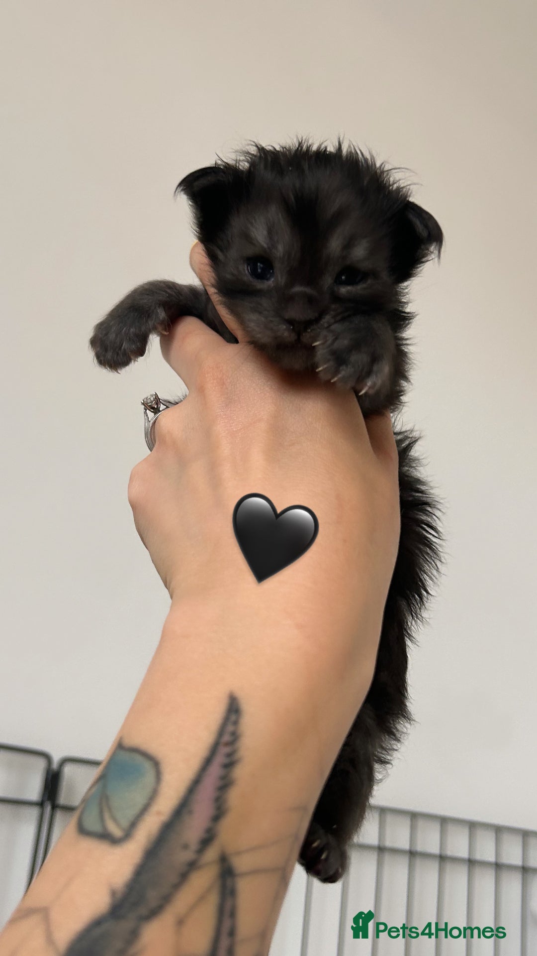 Maine Coon cats for sale: Black smoke mainecoon kittens - Image 9