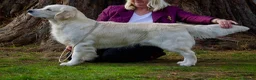 Golden Retriever dogs for sale: ⭐️Cream KC Golden Retriever Puppies⭐️ - Advert 10
