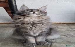 Maine Coon cats for sale: 🏅GCCF🏅 champion line pure maine coon in Waltham Cross - Image 12