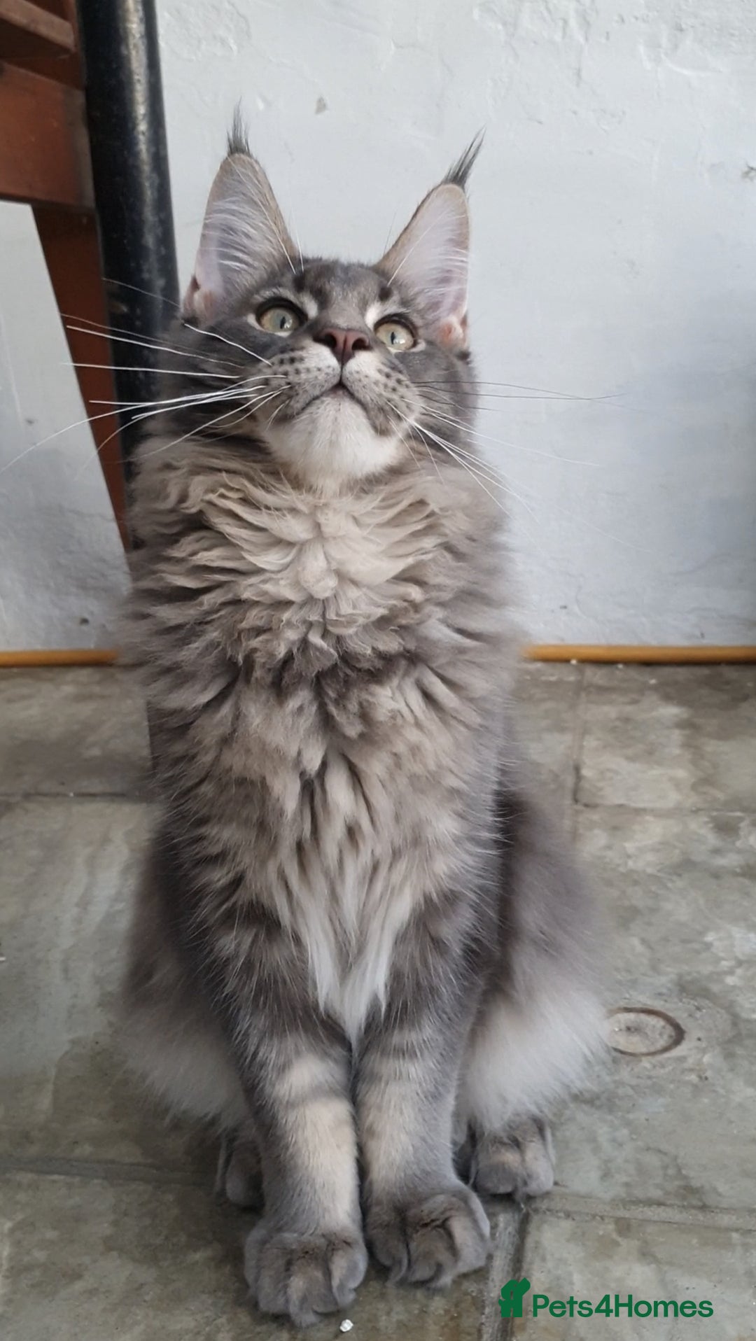 Maine Coon cats for sale: 🏅GCCF🏅 champion line pure maine coon in Waltham Cross - Image 12
