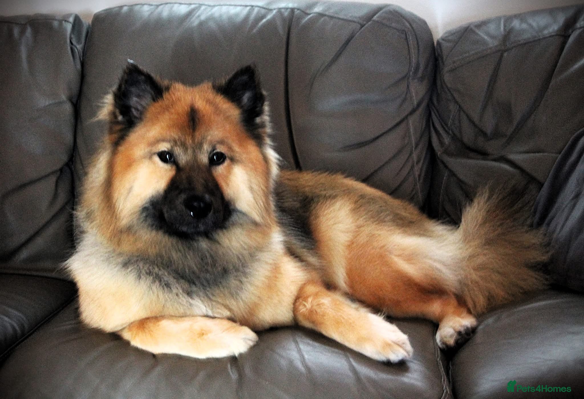 Eurasier dogs EXQUISPITZ Lovingly home reared Euraiser Puppies  - Advert 2
