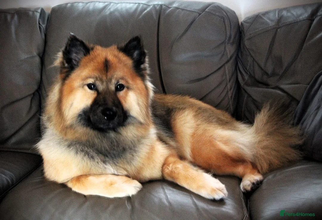 Eurasier dogs for sale: EXQUISPITZ Lovingly home reared Euraiser Puppies  - Advert 2