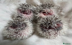 Pygmy Hedgehog rodents for sale: African Pygmy hedgehogs hoglets  - Image 2