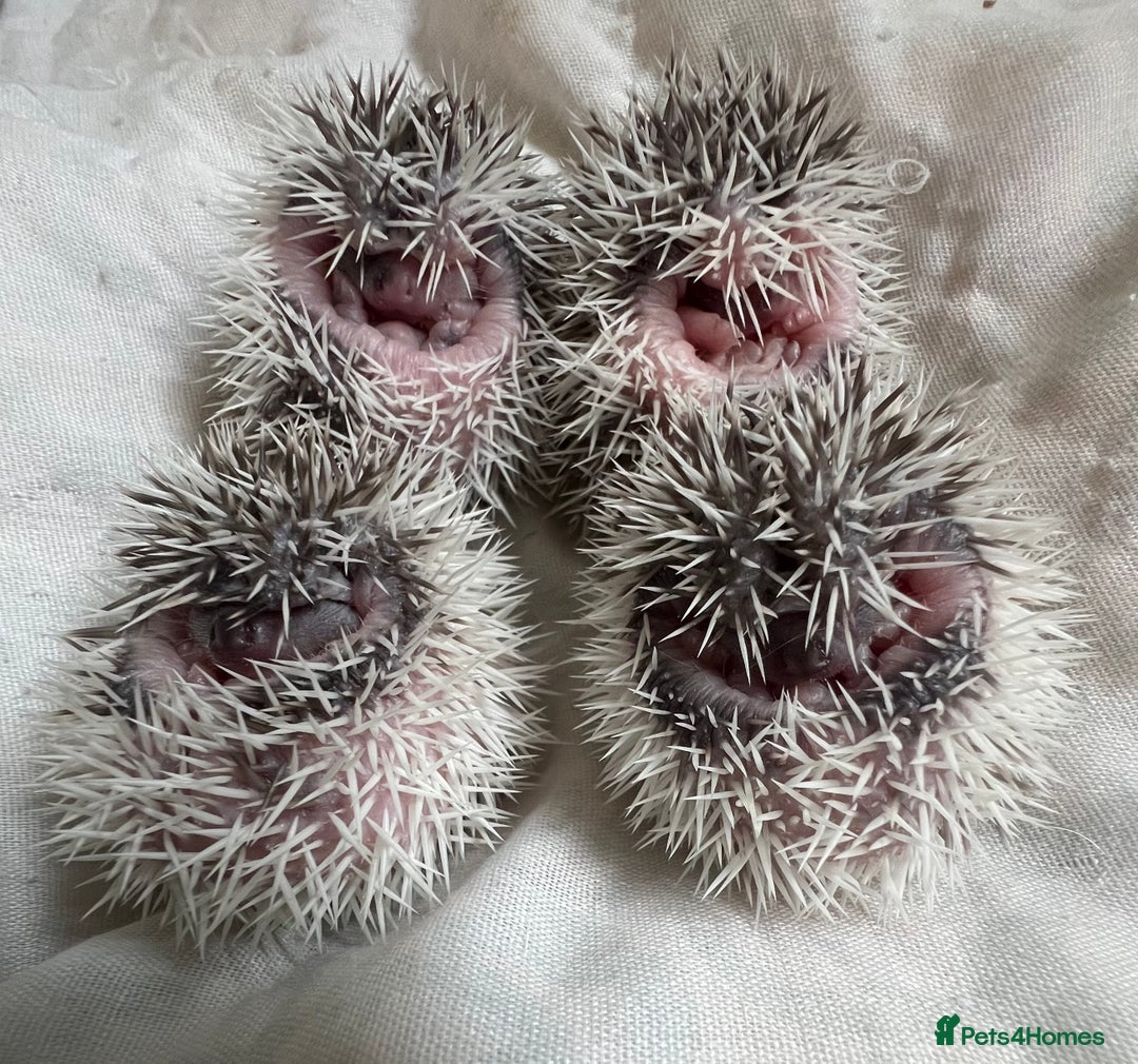 Pygmy Hedgehog rodents for sale: African Pygmy hedgehogs hoglets  - Image 2