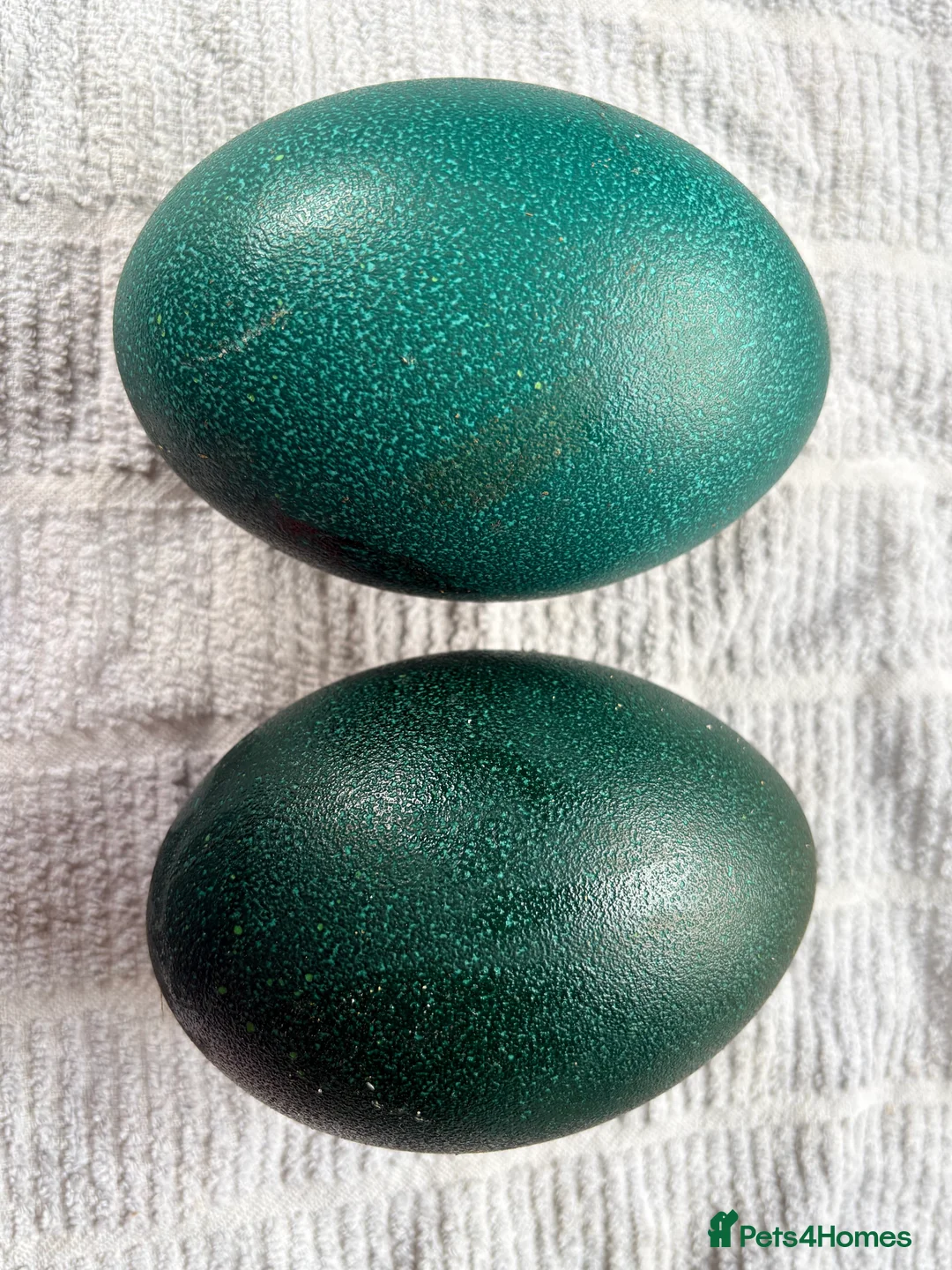 Emus poultry for sale: Emu eggs  - Advert 2