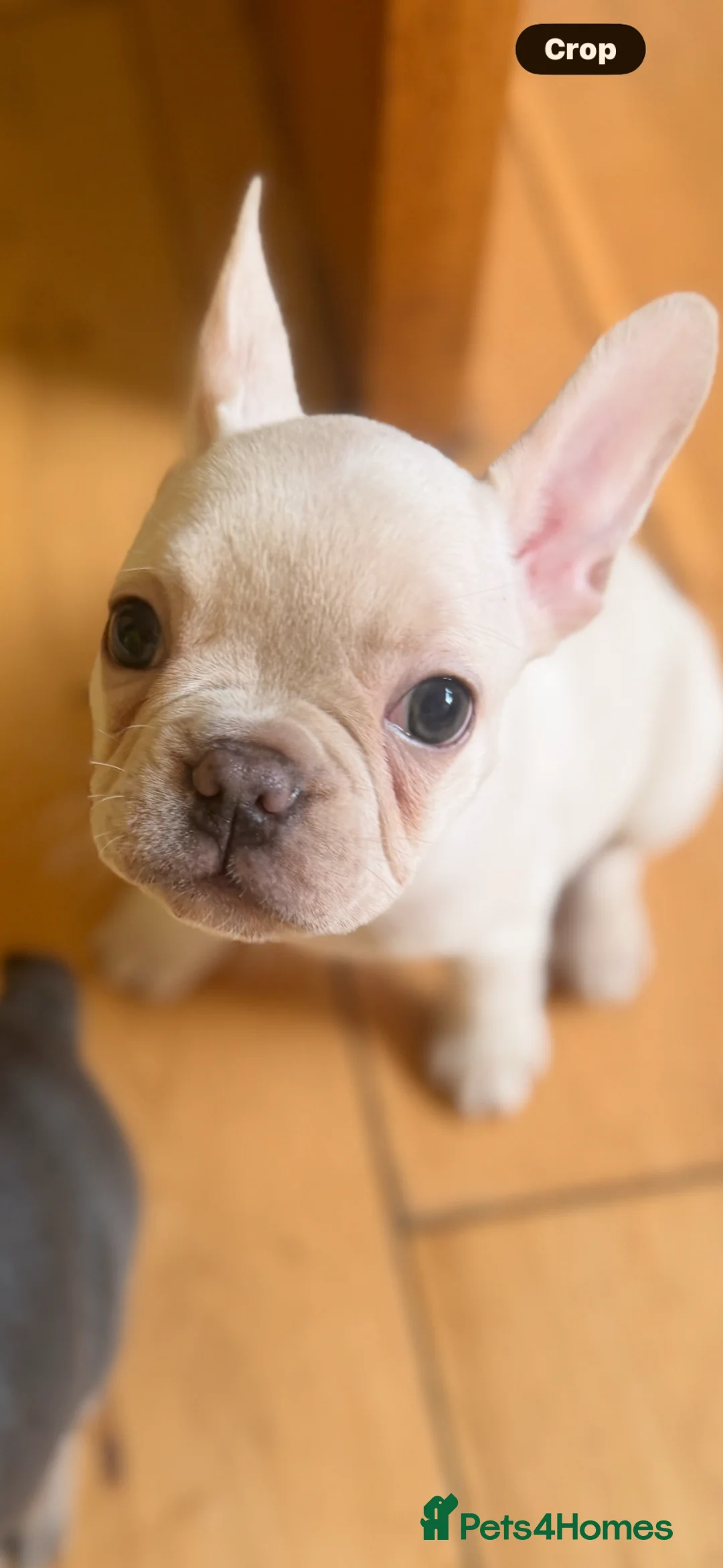 French Bulldog dogs for sale: A boy and girl frenchies  - Advert 2