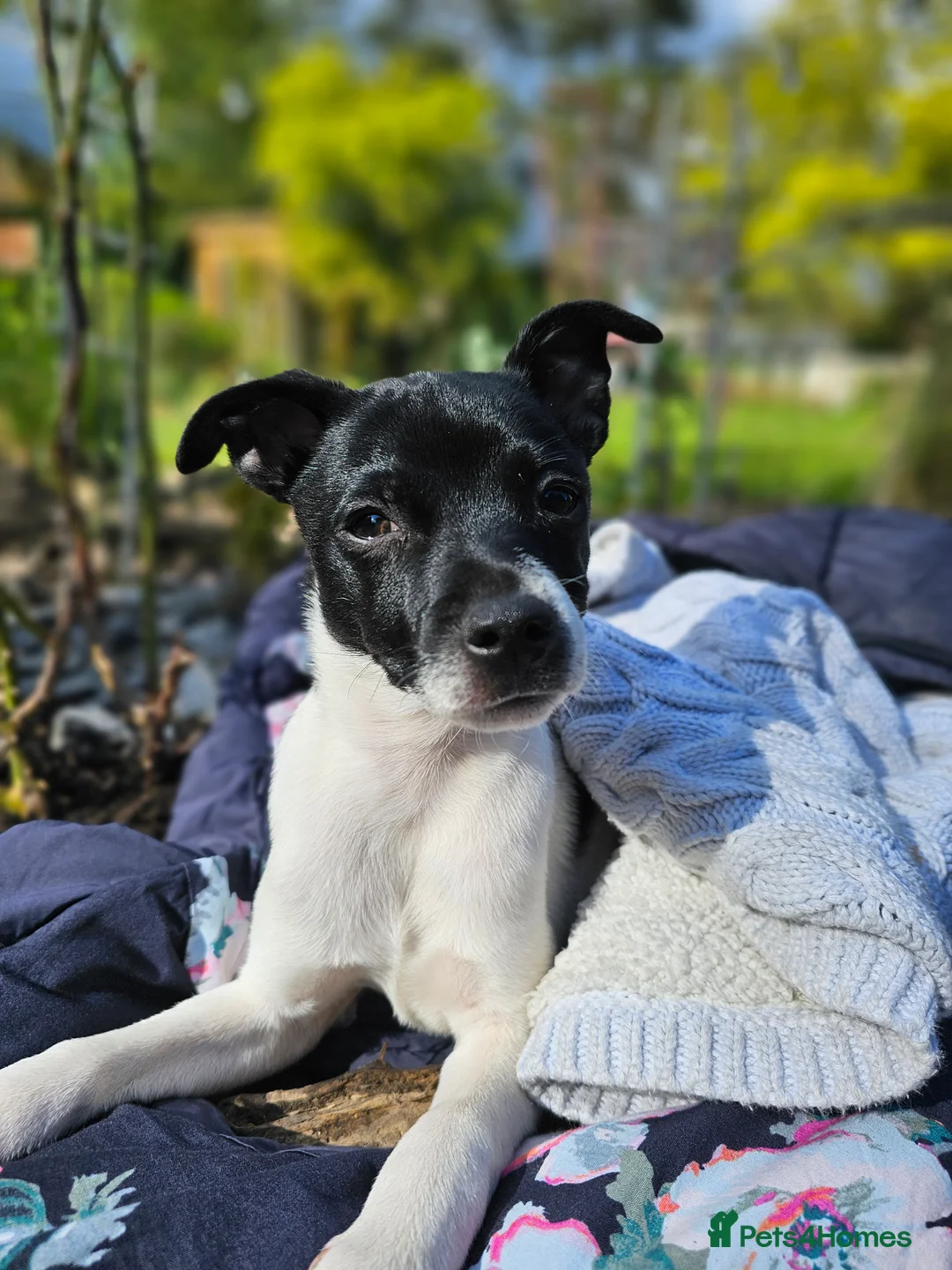 Jack Chi dogs for stud: Chihuahua x Jack Russell For Stud - Advert 14