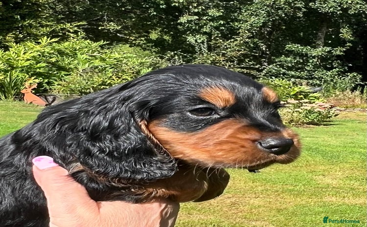 Cocker Spaniel dogs - Advert 10