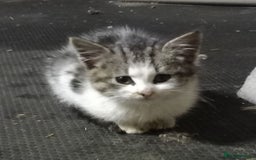 Mixed Breed cats for sale: Two fluffy rescue kitten  - Image 2
