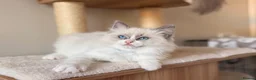 Ragdoll cats for sale: Fluffy Ragdoll Kittens🐾 in Peterborough - Advert 6