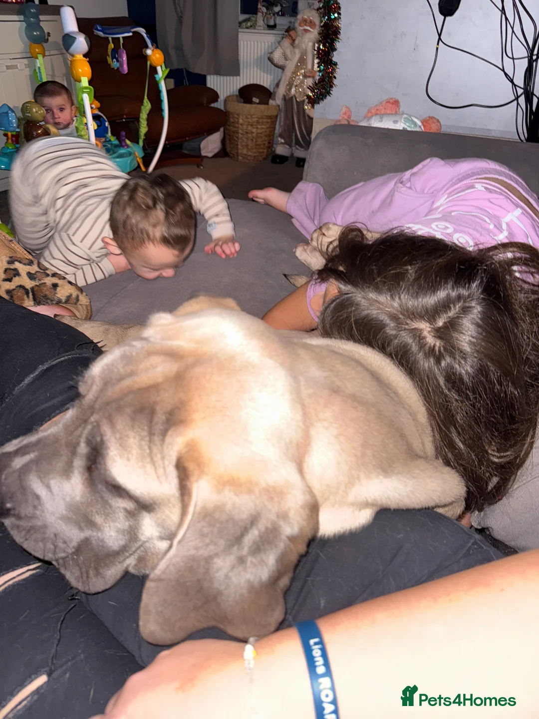 Cane Corso dogs for sale: Cane corso - Advert 6