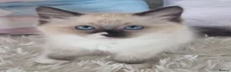 Ragdoll cats for sale: 💕Cute Champion line Ragdolls Kittens 💕 - Advert 29