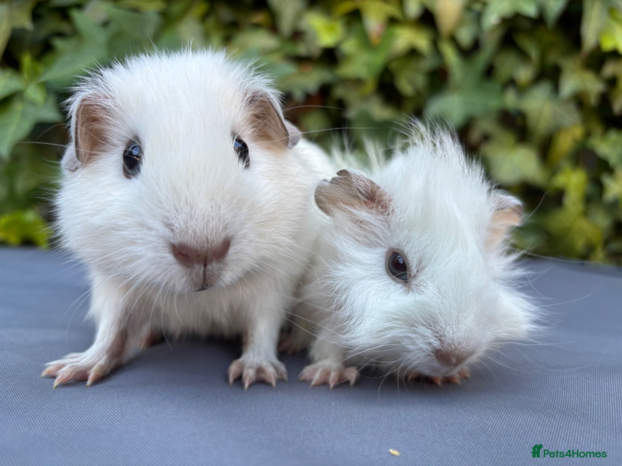 Guinea Pig rodents Gorgeous baby boys  - Advert 2