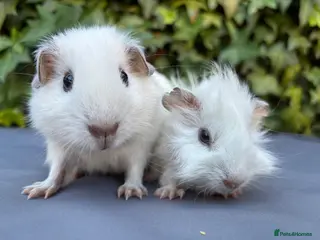 Guinea Pig rodents Gorgeous baby boys - Advert 1