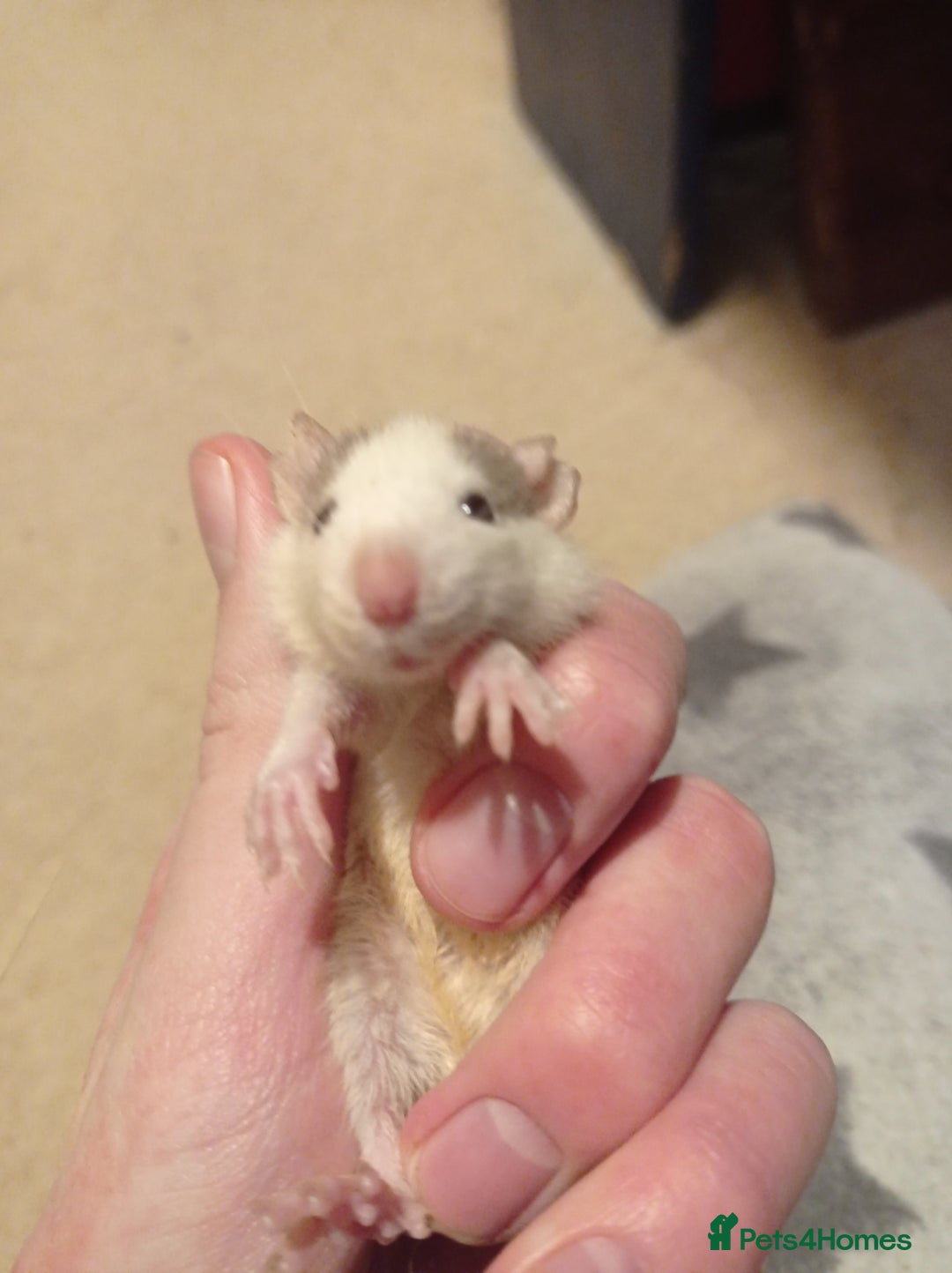 Rat rodents for sale: Lovely tame rats for sale red eyed, normal, albino - Advert 15