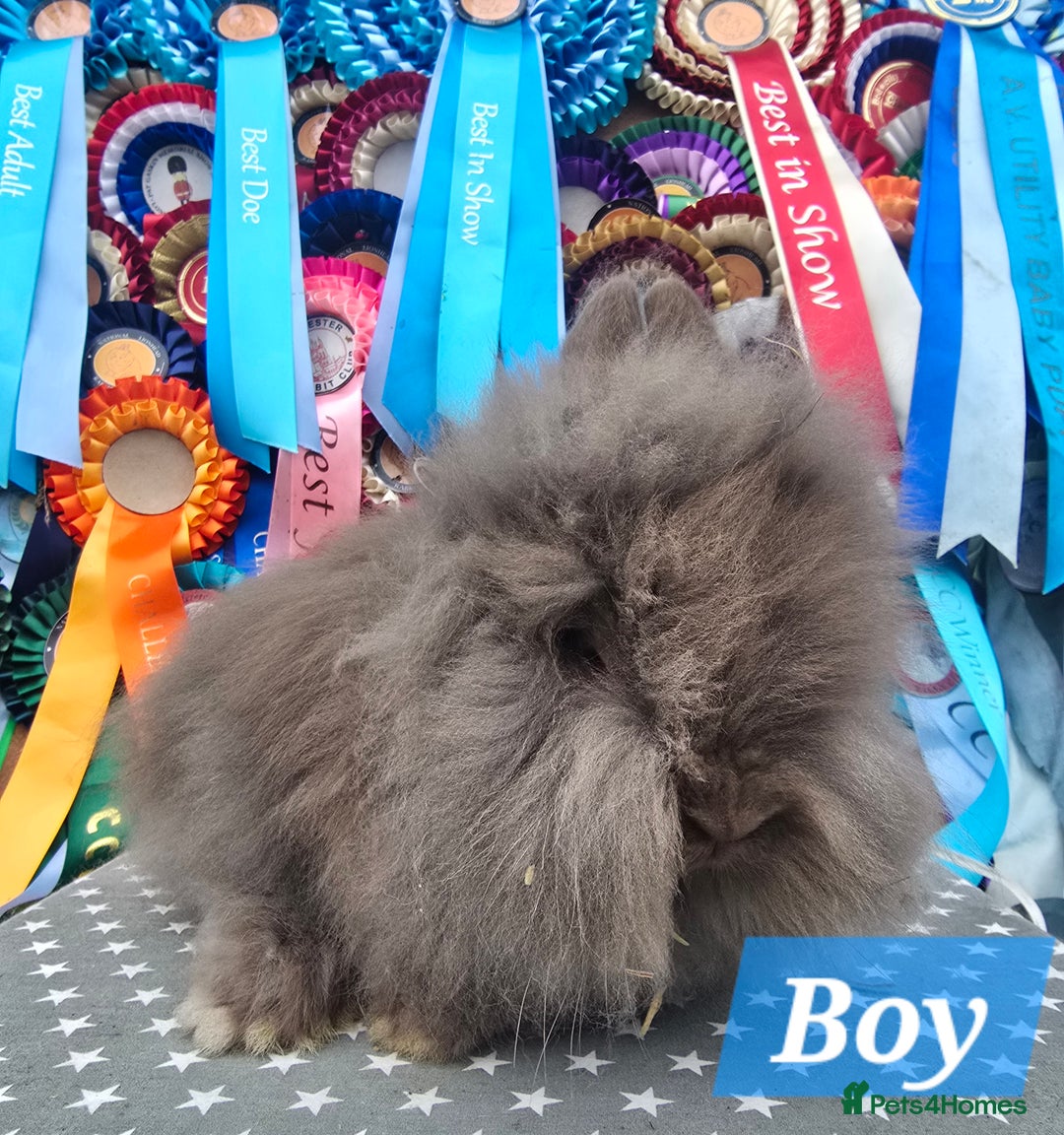 Lionhead rabbits for sale: Gorgeous Purebred Lionheads available  - Advert 13