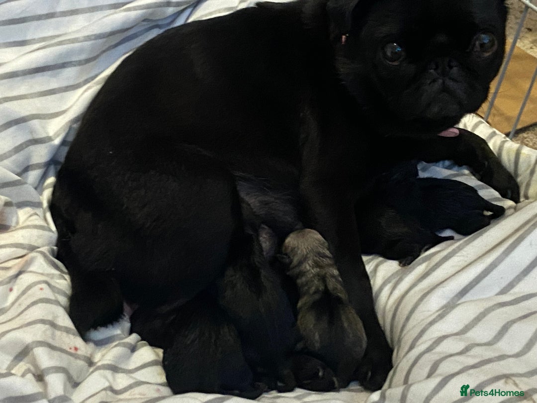 Pug dogs for sale: Beautiful pug puppies from loving family home  - Image 3