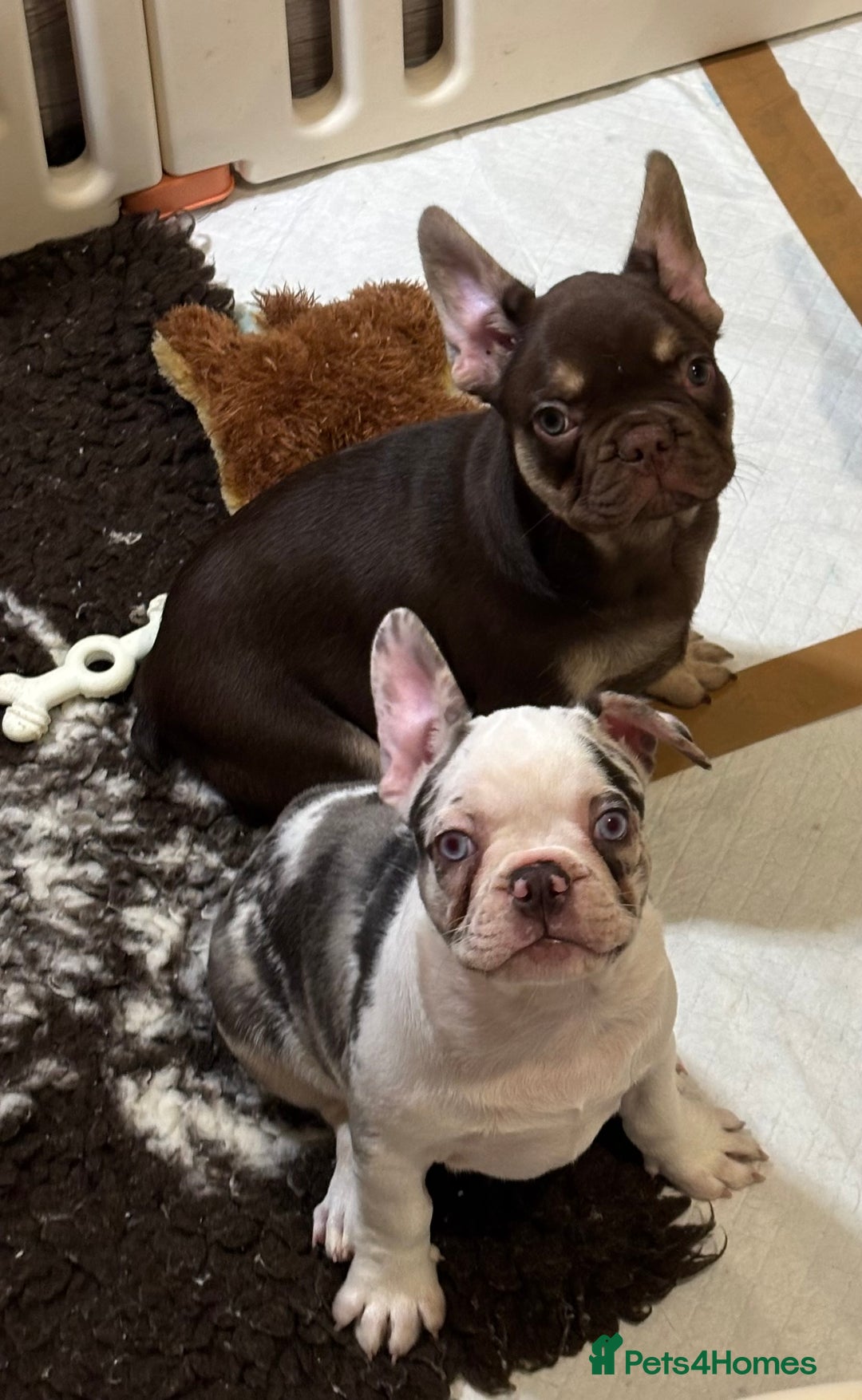 French Bulldog dogs for sale: READY NOW- 2 BOYS LEFT- QUALITY FRENCHIE PUPS - Advert 5