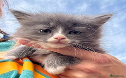 Mixed Breed cats for sale: Maine coon cross ragdoll kittens stunning blues - Advert 8