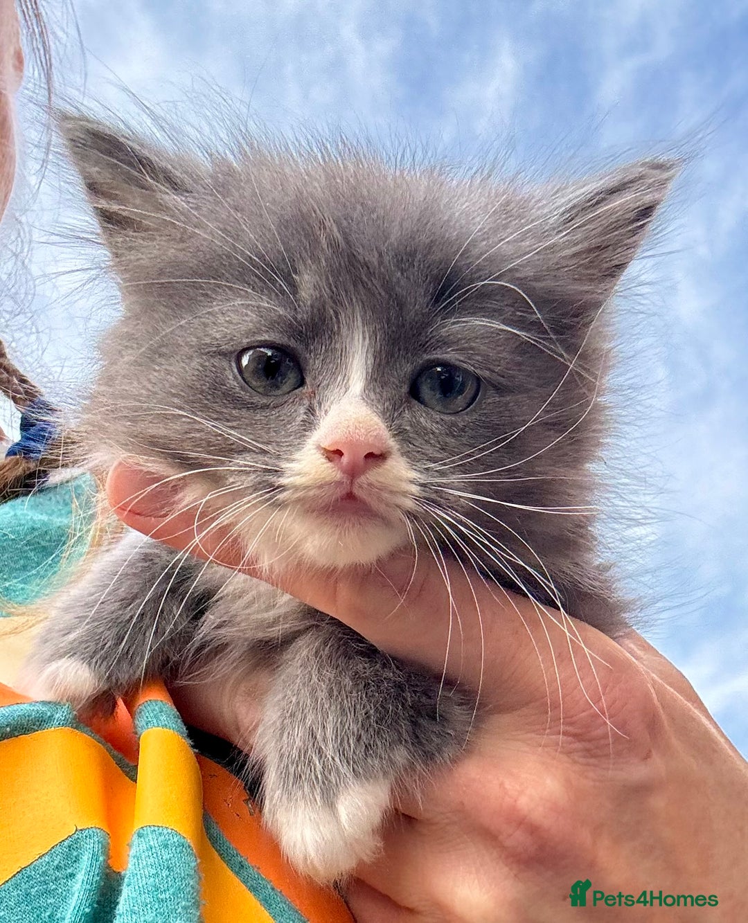 Mixed Breed cats for sale: Maine coon cross ragdoll kittens stunning blues - Advert 8