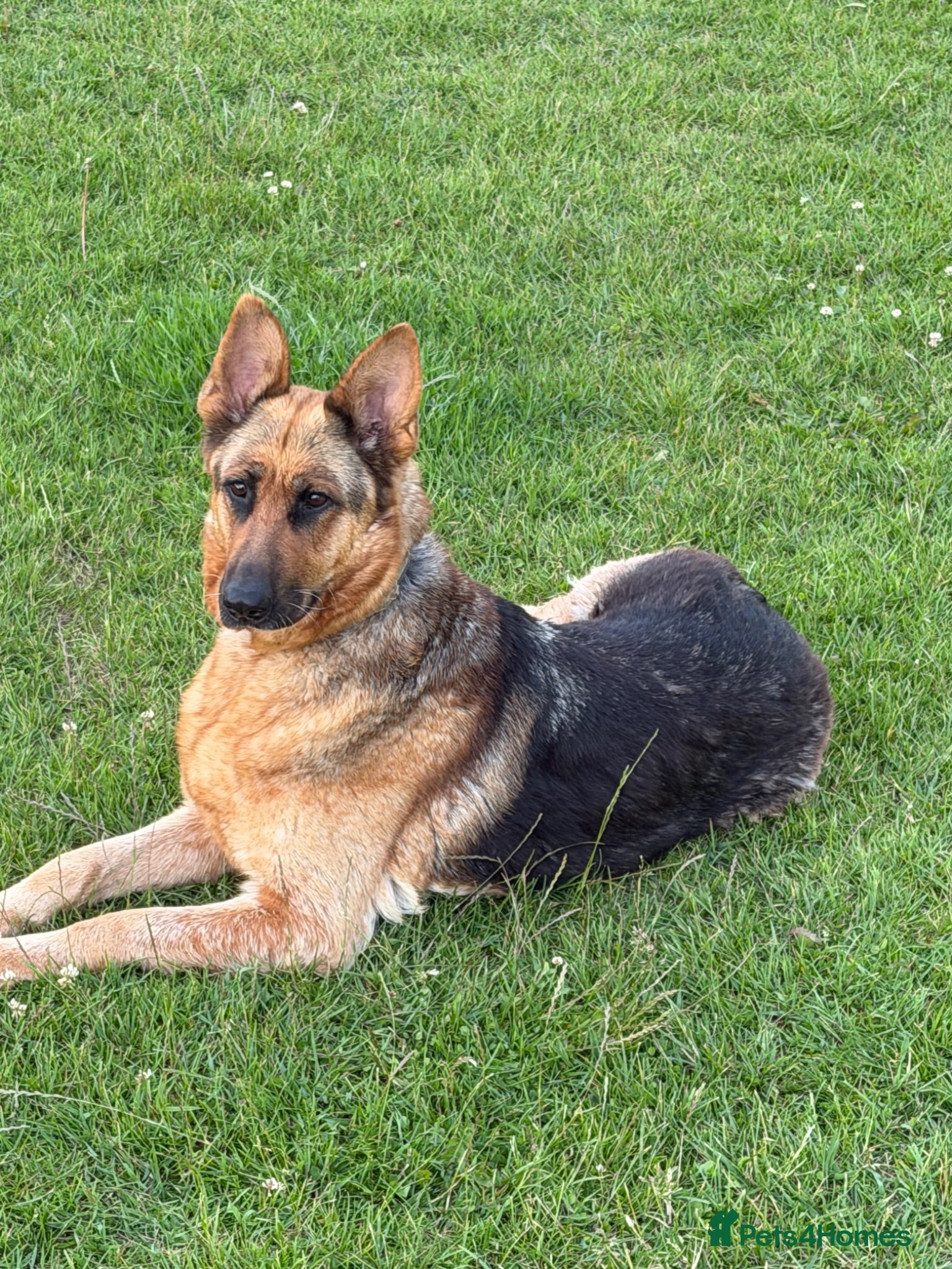 German Shepherd dogs German shepherd boy pup  - Advert 1