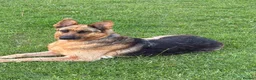 German Shepherd dogs for sale: German shepherd boy pup  in Horley - Advert 1
