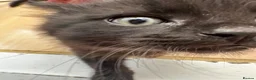 Mixed Breed cats for sale: Gorgeous long haired kittens for sale - Advert 4