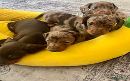 Miniature Dachshund dogs for sale: One Dapple Boy Remains  - Image 10