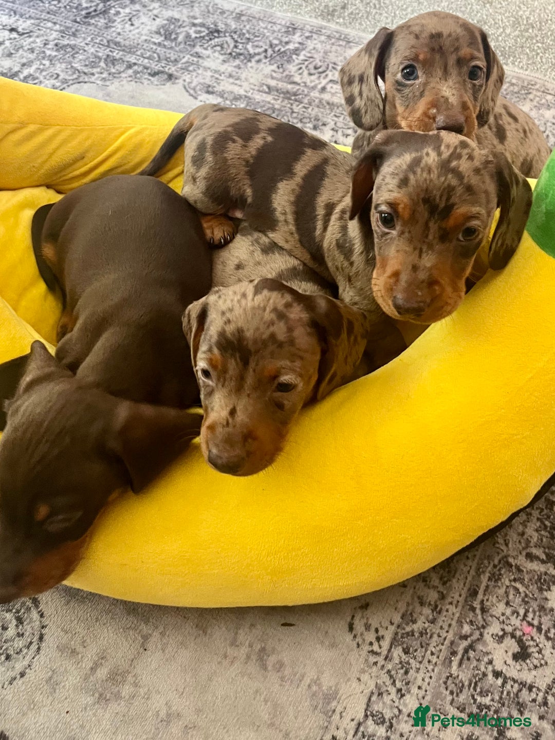 Miniature Dachshund dogs for sale: One Dapple Boy Remains  - Image 10
