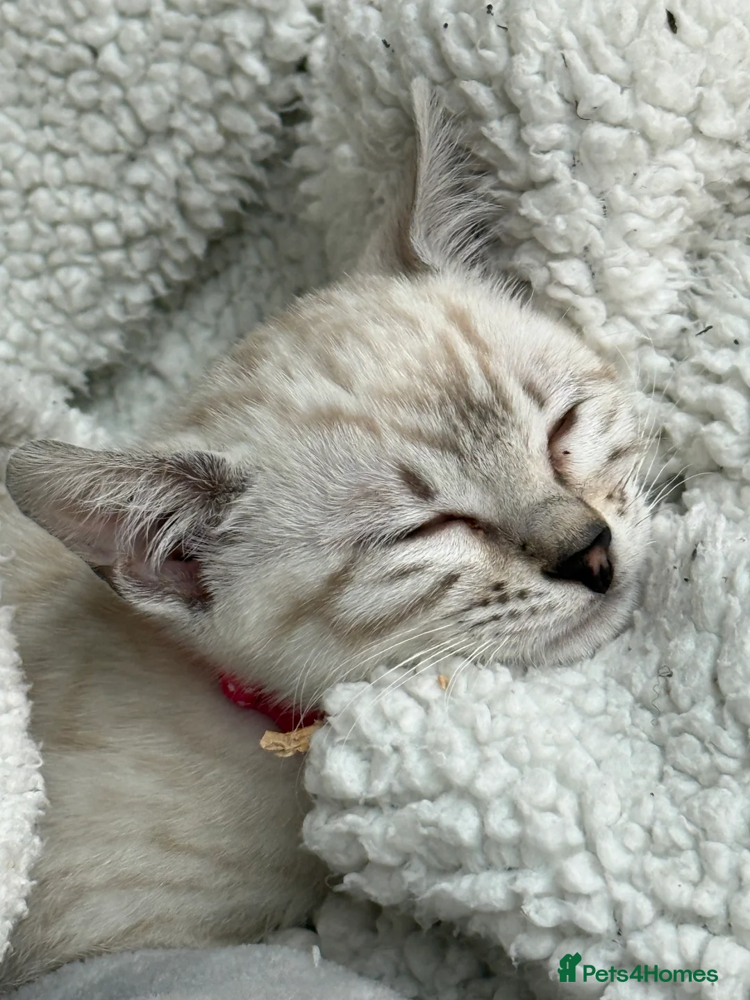 Bengal cats for sale: Beautiful Bengal kitten she is 6 months in Widnes - Advert 2