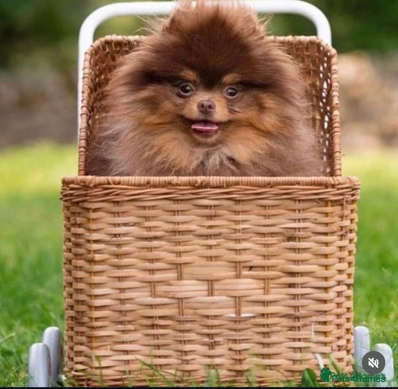 Pomeranian dogs Top Quality Chocolate & Tan stud boy 1.5kg - Advert 1