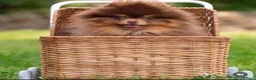 Pomeranian dogs for stud: Top Quality Chocolate & Tan stud boy 1.5kg - Advert 1