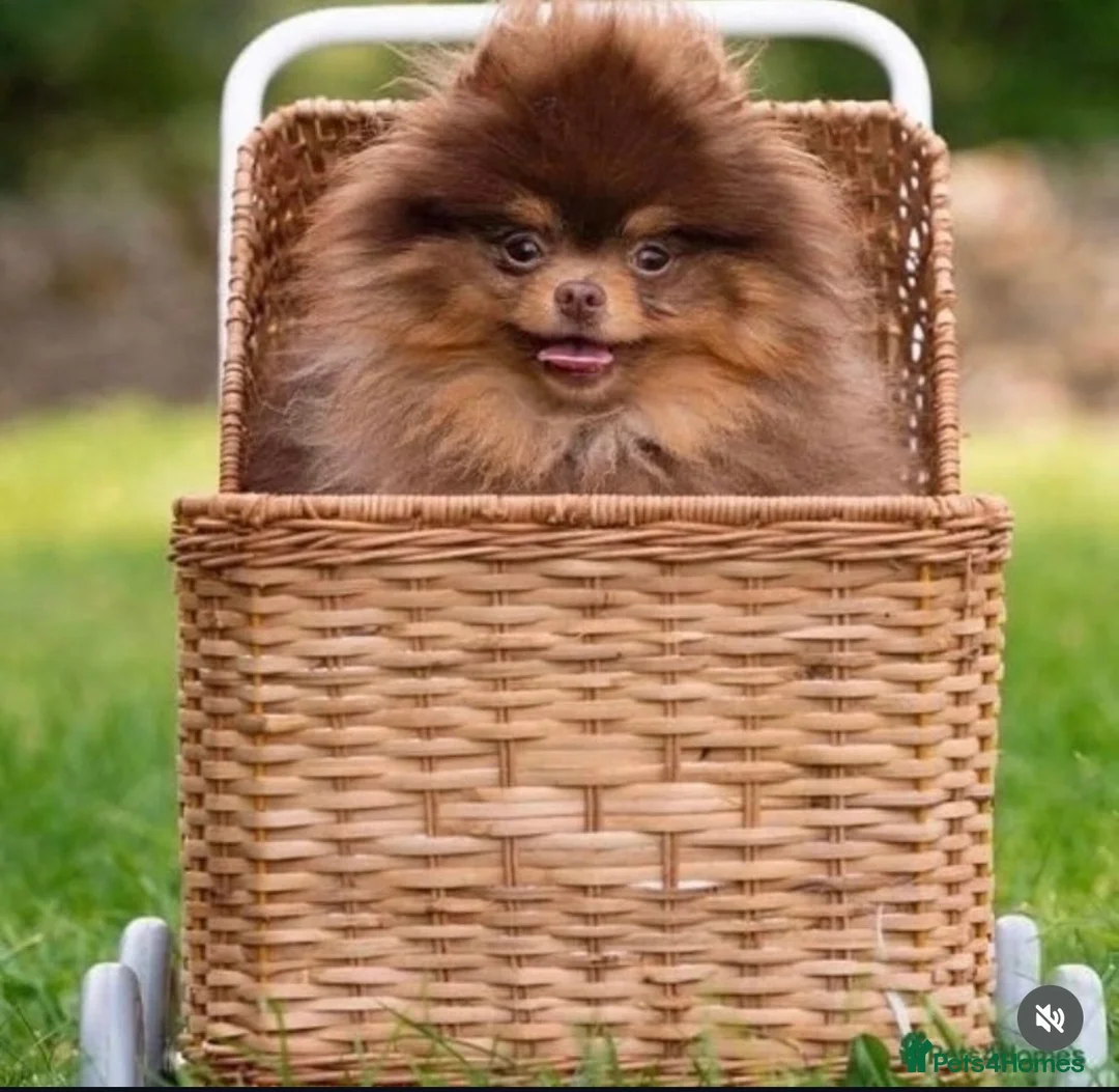 Pomeranian dogs for stud: Top Quality Chocolate & Tan stud boy 1.5kg - Advert 1