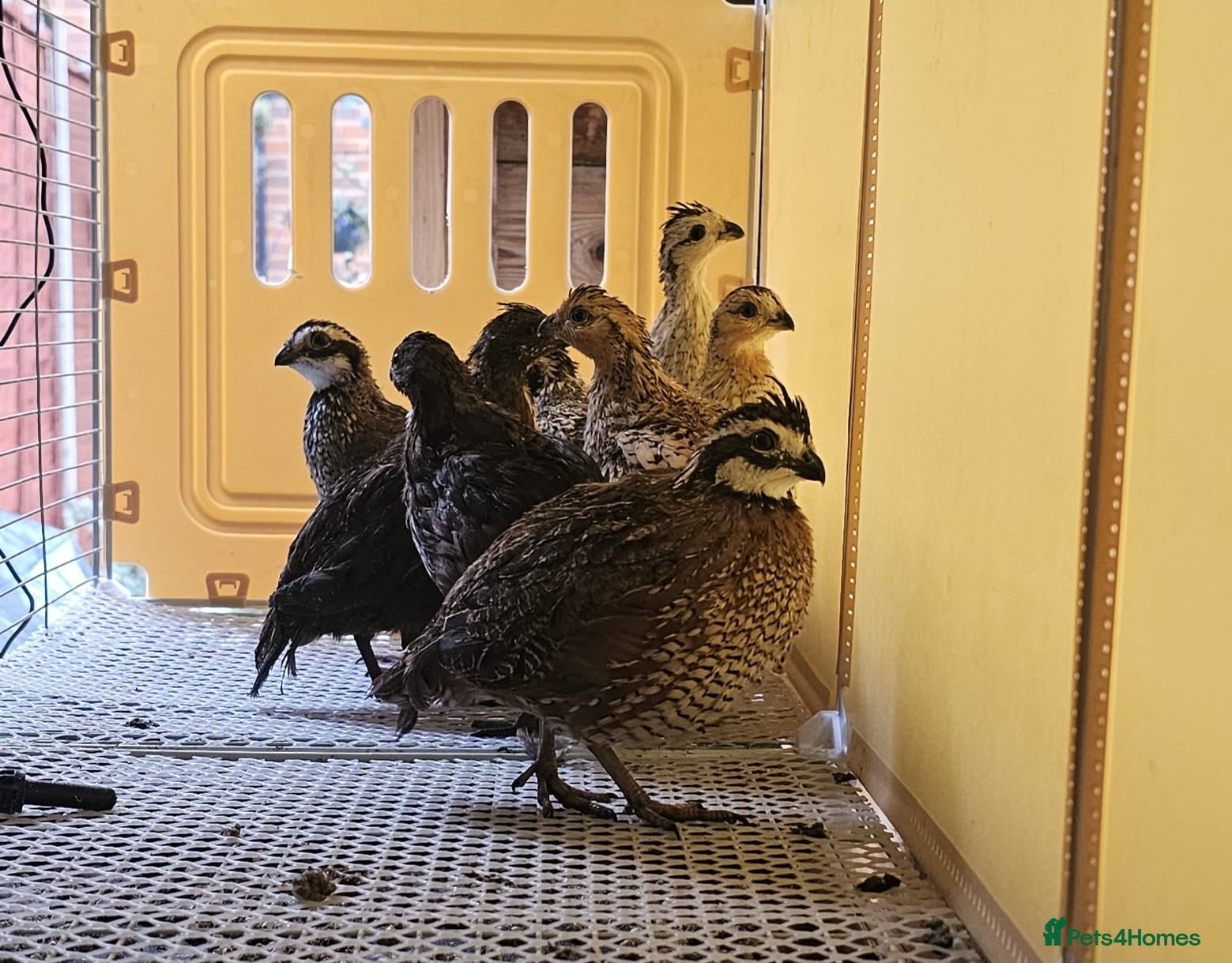 Mixed Breed birds Quails for Sale. 8 birds - Advert 1