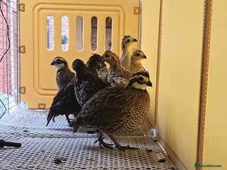 Mixed Breed birds Quails for Sale. 8 birds - Advert 1