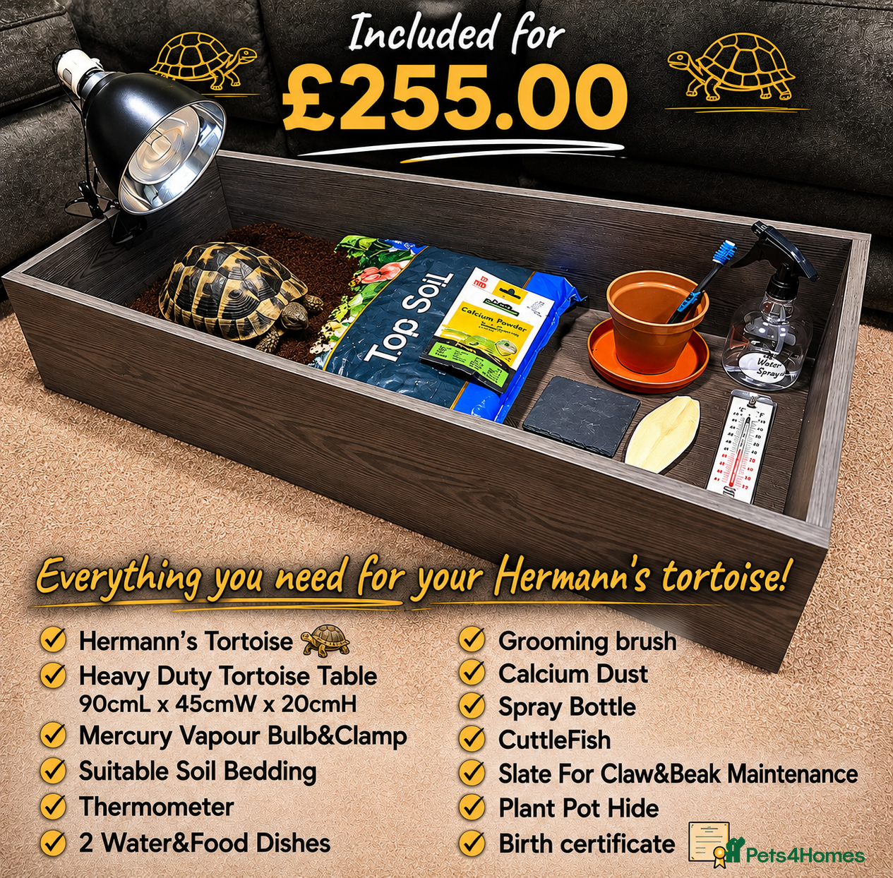 Hermann Tortoise reptiles for sale: BABY HERMANNS TORTOISE & SET UPS - Advert 4