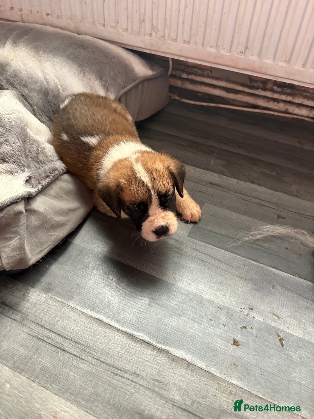 Saint Bernard dogs for sale: Saint Bernard  - Image 3