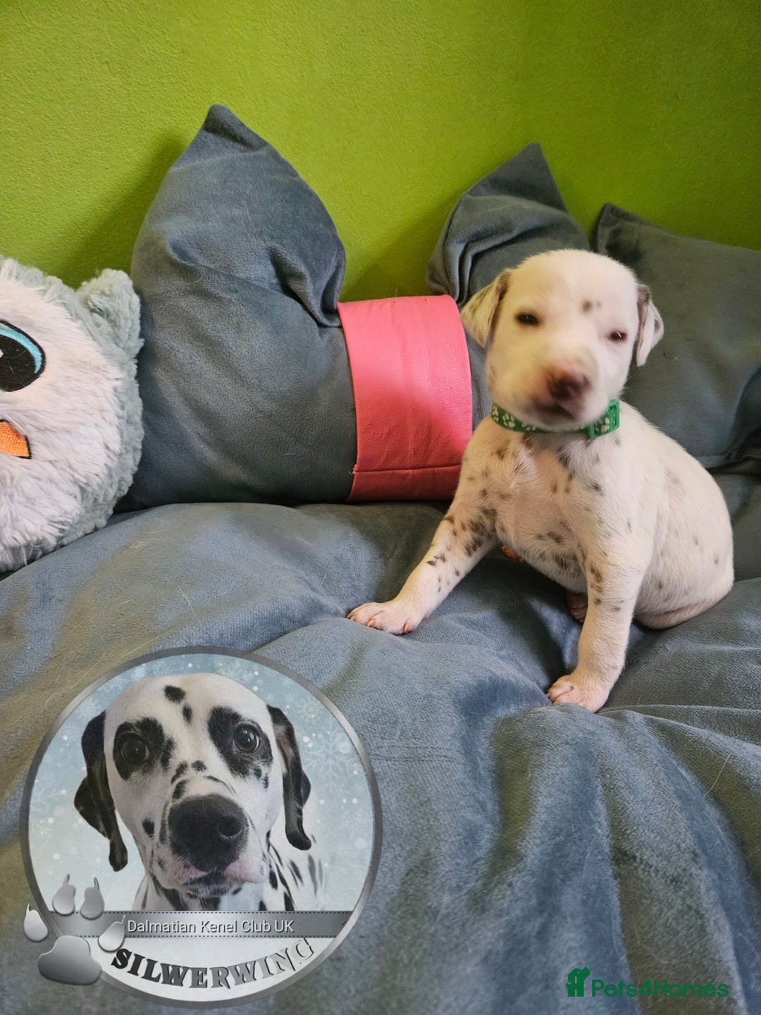 Dalmatian dogs for sale: 6 KC Dalmatian puppies Left - Image 30