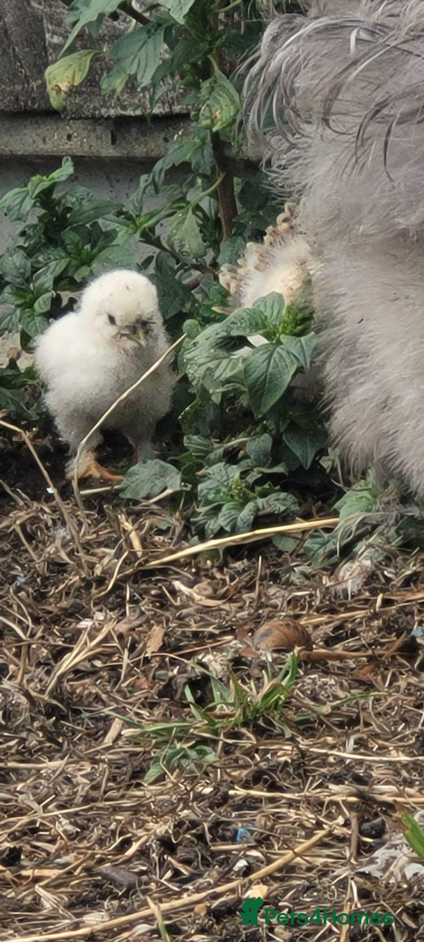 Chickens poultry FRAZZLE .X. SILKIE CHICKS - Advert 6