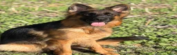 German Shepherd dogs for sale: German Shepherd Female - Advert 3