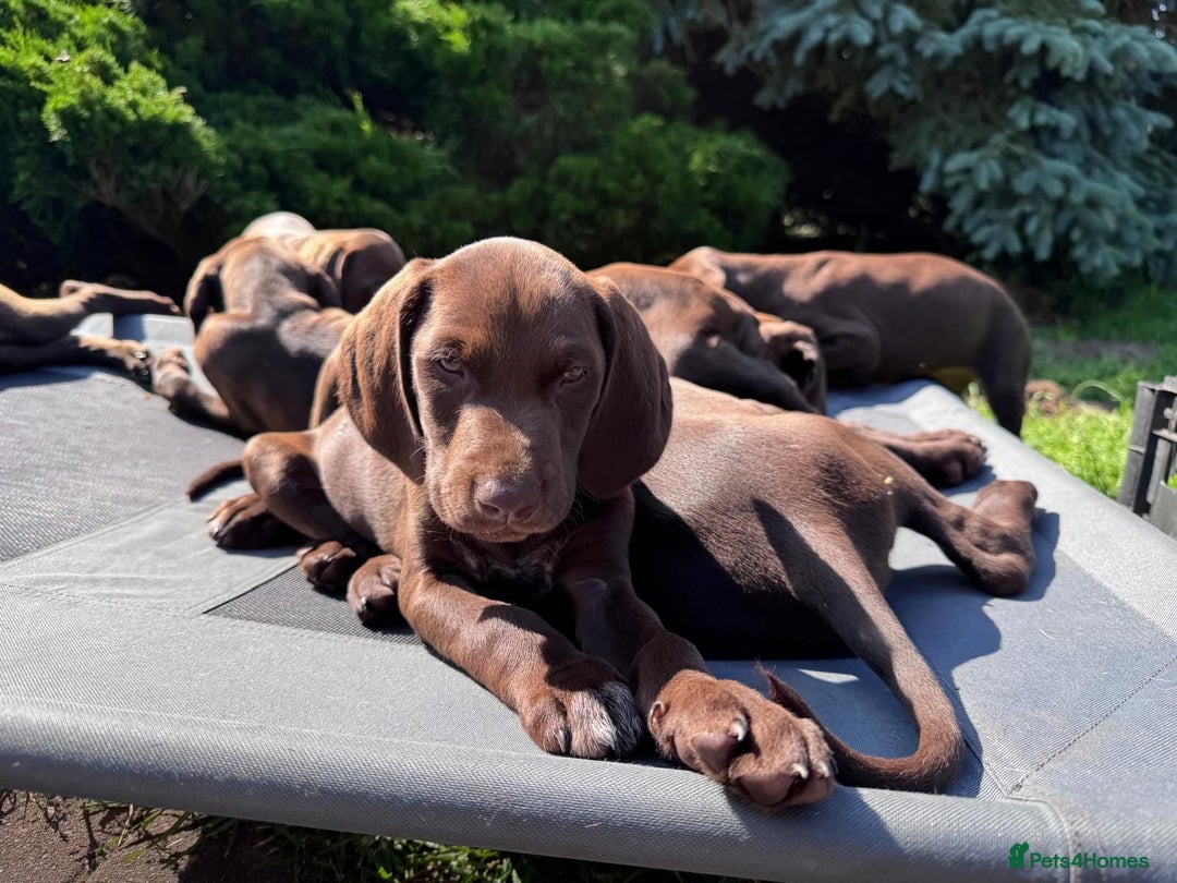 German Shorthaired Pointer dogs for sale: Mrs Dorota Sadowska - Image 15