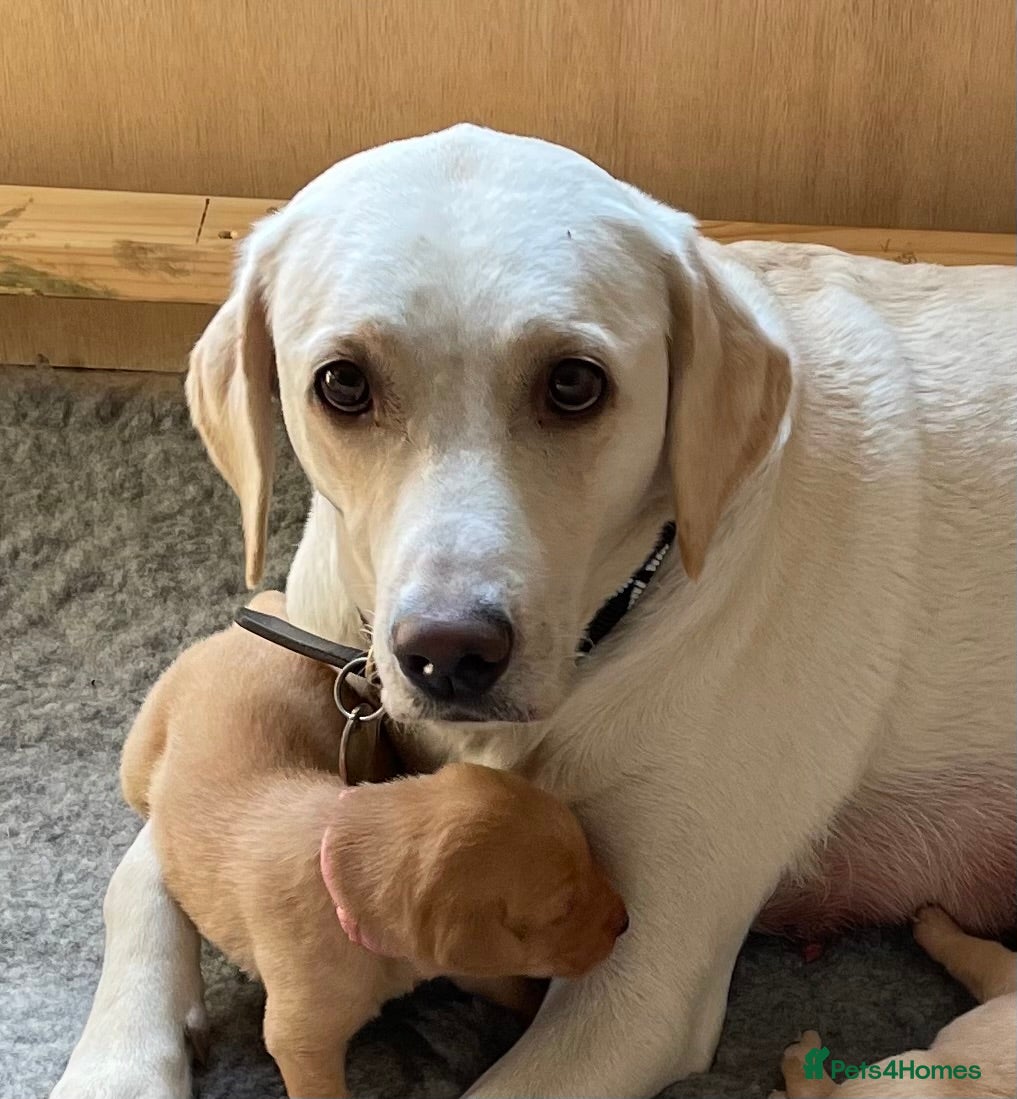 Labrador Retriever dogs Outstanding FTCH pedigree KC fox red & yellow pups in Coleford - Advert 1