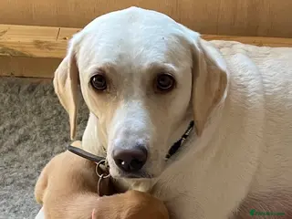 Labrador Retriever dogs Outstanding FTCH pedigree KC fox red & yellow pups in Coleford - Advert 1