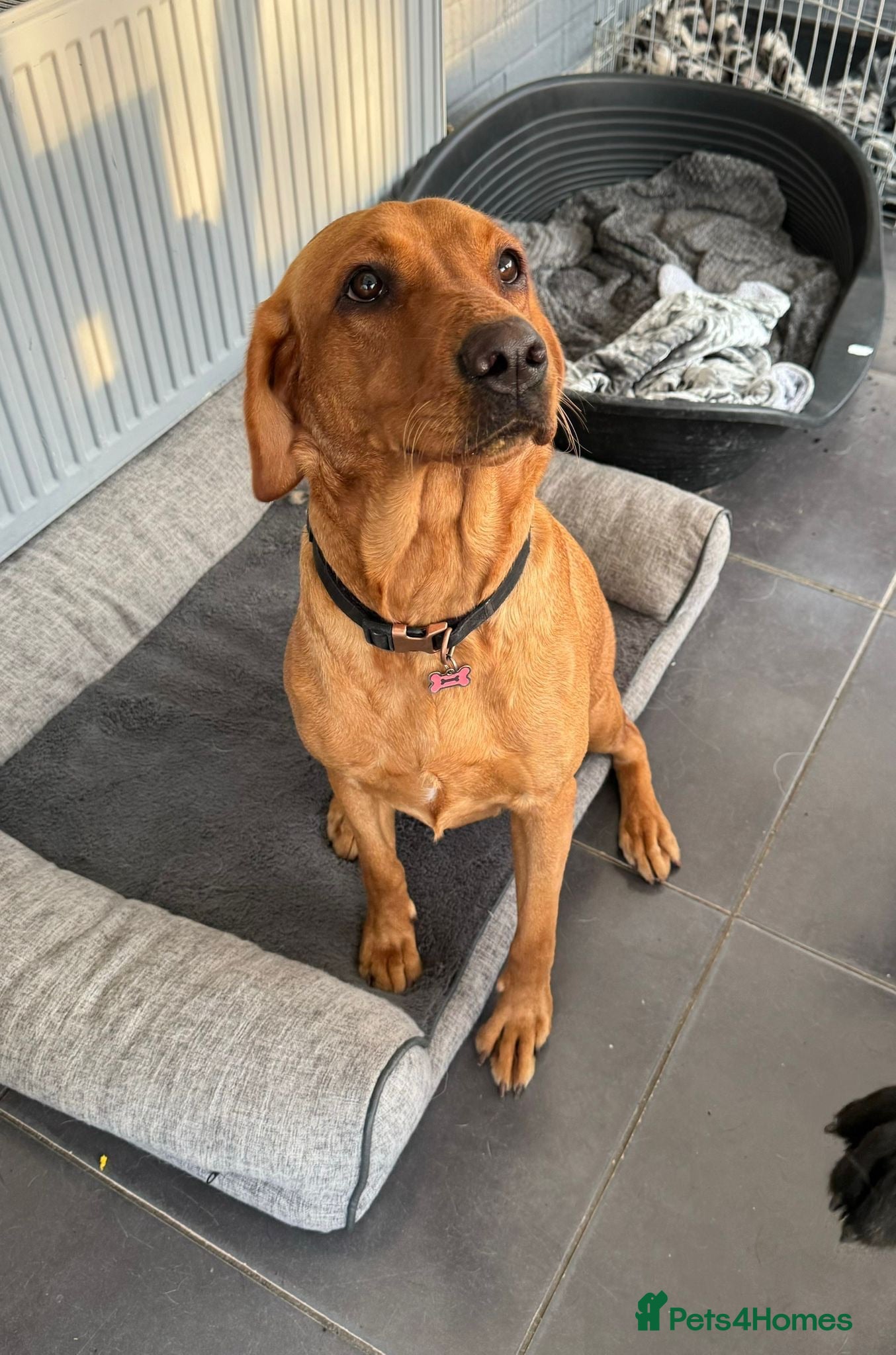 Labrador Retriever dogs 🐶 KC REGISTERED LABRADOR PUPPIES DUE SOON 🐶 - Advert 2