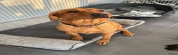 Labrador Retriever dogs for sale: 🐶 KC REGISTERED LABRADOR PUPPIES DUE SOON 🐶 - Advert 2