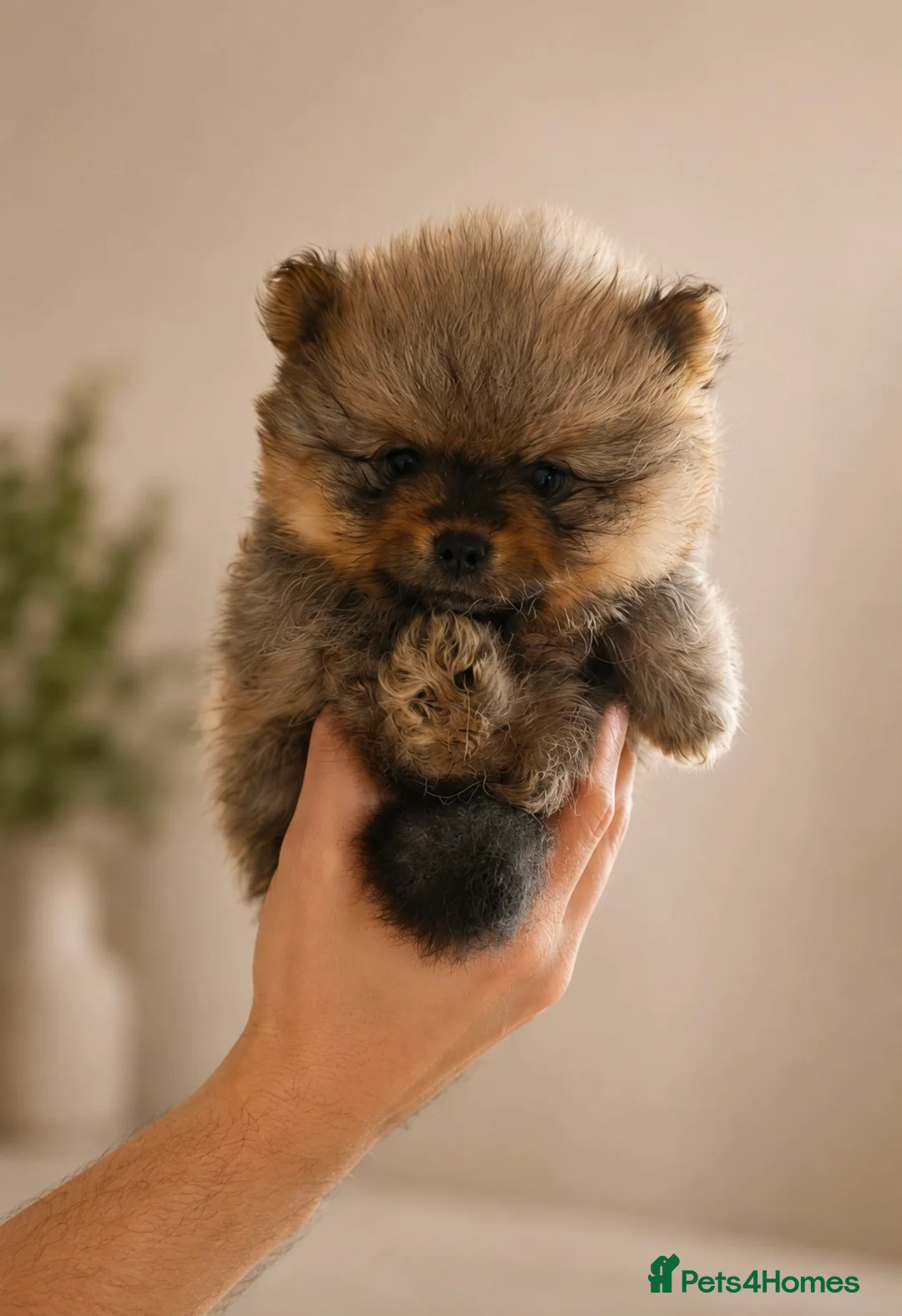 Pomeranian dogs for sale: KC Registered Pomeranian Puppies - Advert 7