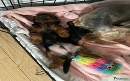 Yorkshire Terrier dogs for sale: Mini yorkshire terrier boy   - Image 17