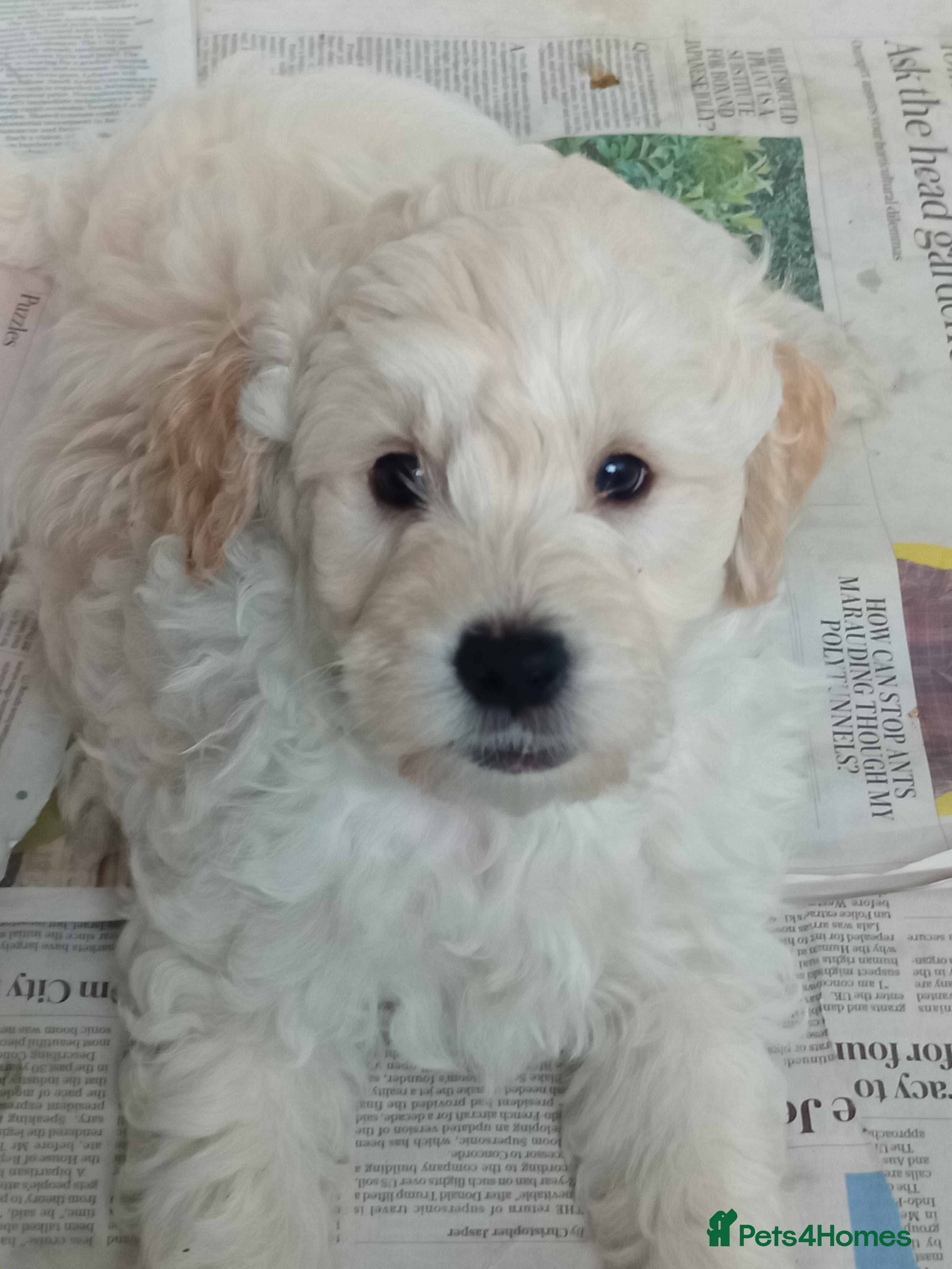 Mini Goldendoodle dogs Gorgeous Miniature Double Doodle puppies  - Advert 3